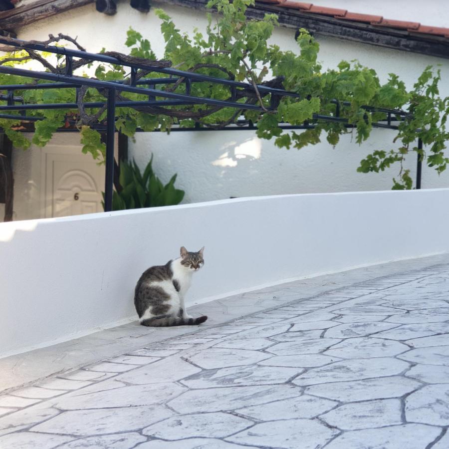 ترولو Villa Elpiniki المظهر الخارجي الصورة